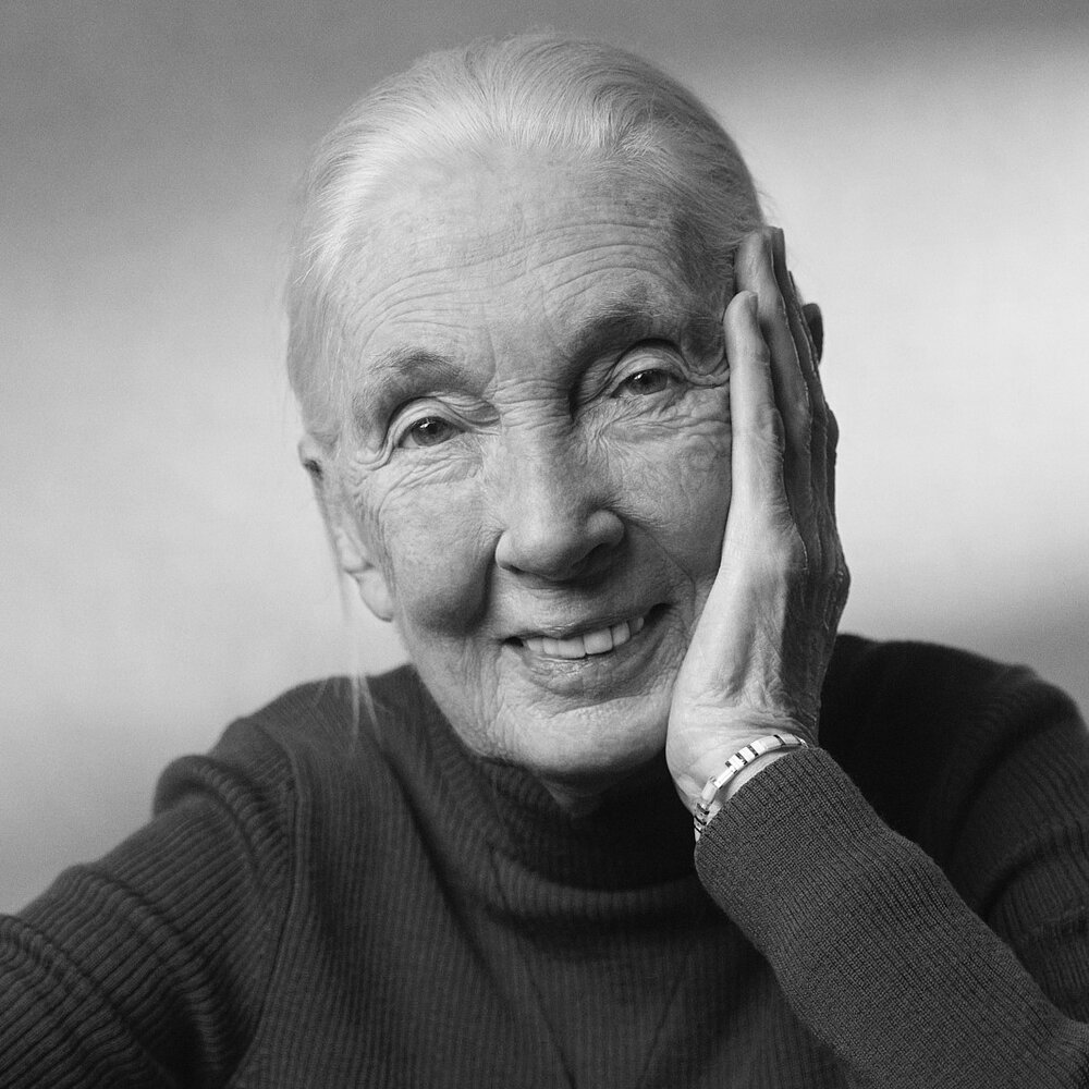Porträt von Jane Goodall